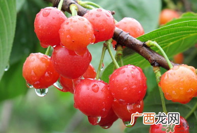 6月份还有樱桃吗？樱桃6月份还有吗？