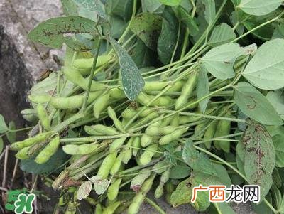 六月份可以种毛豆吗？六月份毛豆怎么种植？