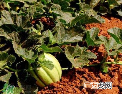 六月份可以种甜瓜吗？六月份可以种香瓜吗？