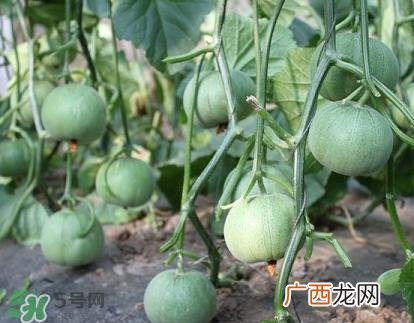 六月份可以种甜瓜吗？六月份可以种香瓜吗？