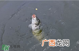 六月份怎么钓鲤鱼?六月份钓鲤鱼技巧