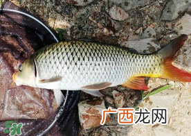 六月份怎么钓鲤鱼?六月份钓鲤鱼技巧