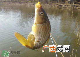 六月份怎么钓鲤鱼?六月份钓鲤鱼技巧