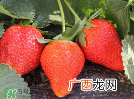 夏天可以种草莓吗?草莓夏天怎么种?