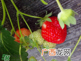 夏天可以种草莓吗?草莓夏天怎么种?