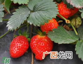 夏天可以种草莓吗?草莓夏天怎么种?