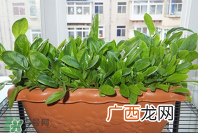 夏天可以种菠菜吗？夏天菠菜为什么难种植？