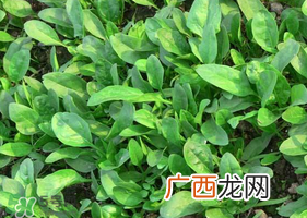 夏天可以种菠菜吗？夏天菠菜为什么难种植？