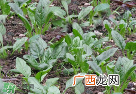 夏天可以种菠菜吗？夏天菠菜为什么难种植？