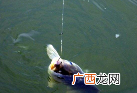 六月份怎么钓鲫鱼？6月份钓鲫鱼用什么饵料？