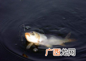 六月份怎么钓鲫鱼？6月份钓鲫鱼用什么饵料？