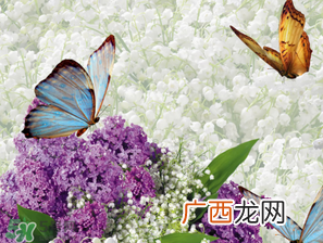 六月份还有薰衣草吗？6月份哪里有薰衣草？