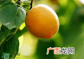 六月份还有柚子吗?六月份哪里能买到柚子?