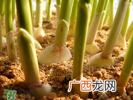 六月份可以种蒜吗？大蒜一年可以种几次？