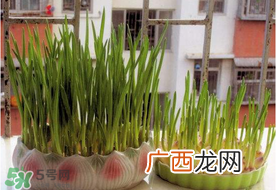六月份可以种蒜吗？大蒜一年可以种几次？