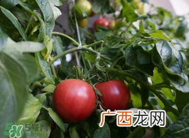 六月份可以种西红柿吗？西红柿什么时候种？