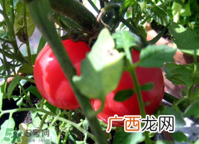 六月份可以种西红柿吗？西红柿什么时候种？
