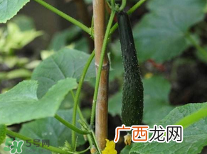 六月可以种黄瓜吗?黄瓜什么时候播种?