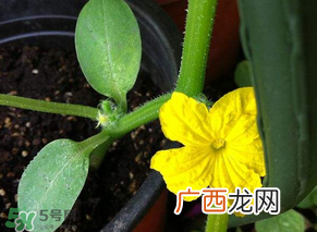 六月可以种黄瓜吗?黄瓜什么时候播种?
