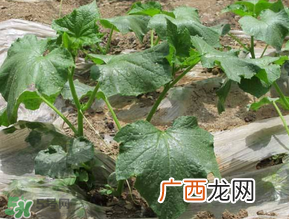 六月可以种黄瓜吗?黄瓜什么时候播种?