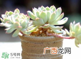 六月份可以买多肉吗？六月可以种多肉吗？