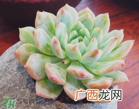六月份可以买多肉吗？六月可以种多肉吗？