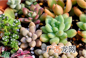 六月份可以买多肉吗？六月可以种多肉吗？