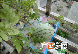 6月份可以种西瓜吗？六月份还能种西瓜吗？