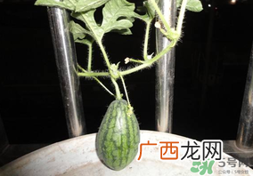 6月份可以种西瓜吗？六月份还能种西瓜吗？