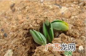 6月份可以种西瓜吗？六月份还能种西瓜吗？
