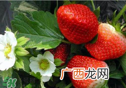 六月份还有草莓吗？6月份的草莓能吃吗？