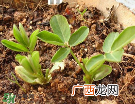 六月份还可以种花生吗？六月份种花生可以吗？
