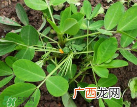 六月份还可以种花生吗？六月份种花生可以吗？
