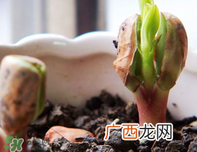 六月份还可以种花生吗？六月份种花生可以吗？