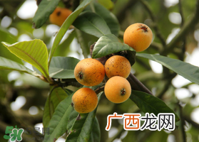 六月份还有枇杷吗？枇杷六月份还有吗？