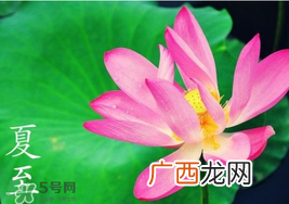 夏至是入伏吗？夏至后多久入伏？