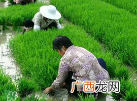 芒种种什么？芒种种什么疏菜？