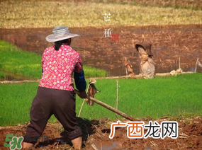 芒种种什么？芒种种什么疏菜？