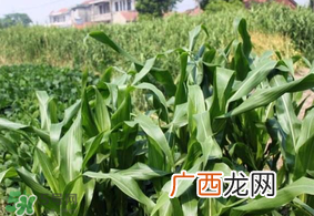 芒种种什么？芒种种什么疏菜？