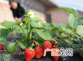 6月份可以种草莓吗？草莓6月份可以种植吗？