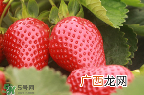 6月份可以种草莓吗？草莓6月份可以种植吗？