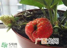 6月份可以种草莓吗？草莓6月份可以种植吗？
