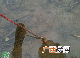 钓黄鳝用什么饵料？用什么钓黄鳝最好？