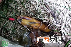 钓黄鳝用什么饵料？用什么钓黄鳝最好？