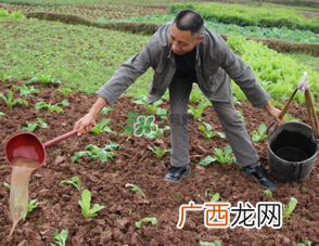 7月份种什么蔬菜？七月份适合种植哪些蔬菜？