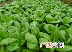 7月份种什么蔬菜？七月份适合种植哪些蔬菜？