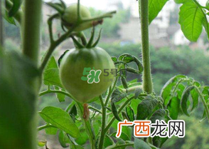 7月份种什么蔬菜？七月份适合种植哪些蔬菜？