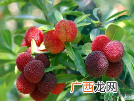 五月份有杨梅吗？五月份的杨梅能吃吗？