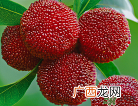 五月份有杨梅吗？五月份的杨梅能吃吗？