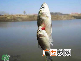 端午节好钓鱼吗??端午节可以钓鱼吗?